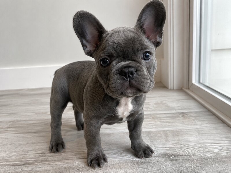 Toby, bulldog francés