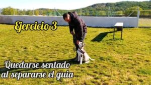 Adiestramiento canino - adiestramiento básico - Monte Ida