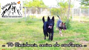 Residencia Canina - Monte Ida